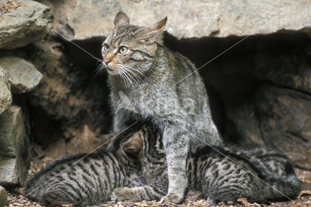 Wilde kat (Felis silvestris)