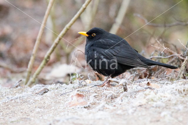 Merel (Turdus merula)