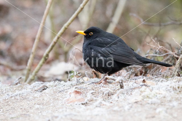 Merel (Turdus merula)