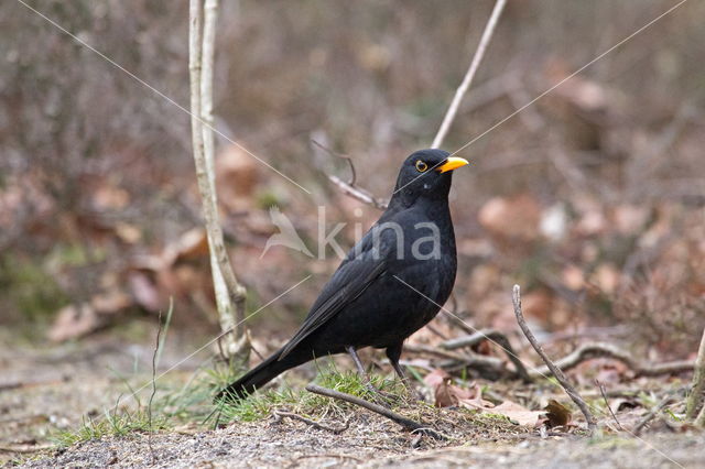 Merel (Turdus merula)