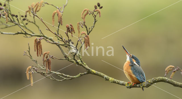 IJsvogel (Alcedo atthis)