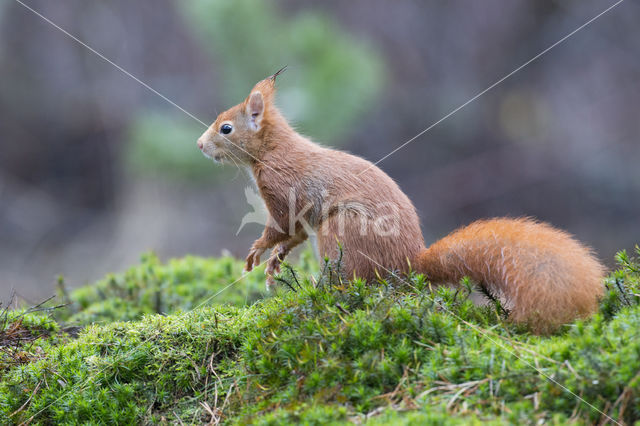 Eekhoorn (Sciurus vulgaris)