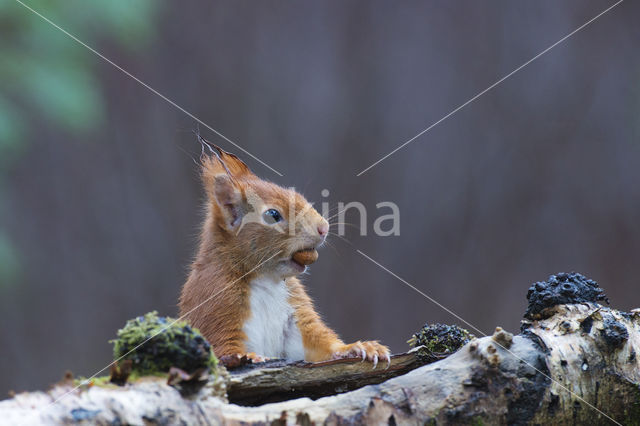 Eekhoorn (Sciurus vulgaris)