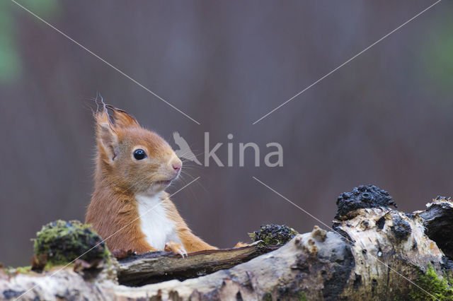 Eekhoorn (Sciurus vulgaris)