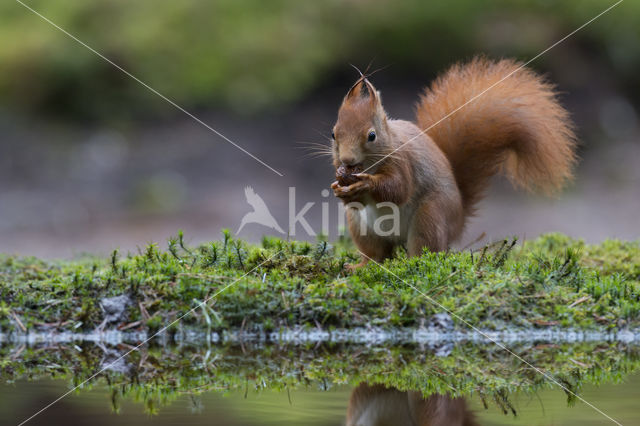 Eekhoorn (Sciurus vulgaris)