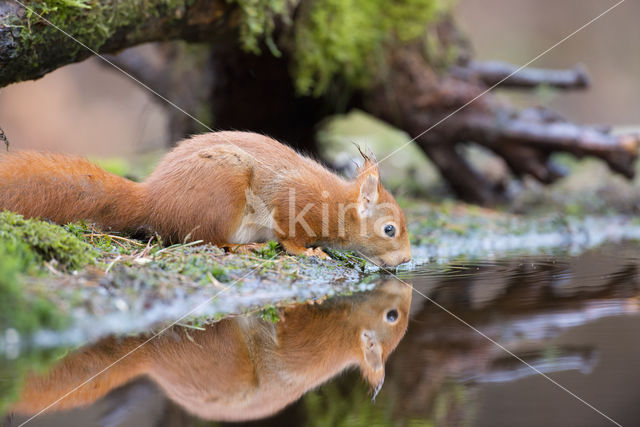 Red Squirrel (Sciurus vulgaris)