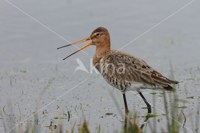 Grutto (Limosa limosa)