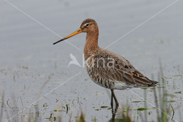 Grutto (Limosa limosa)