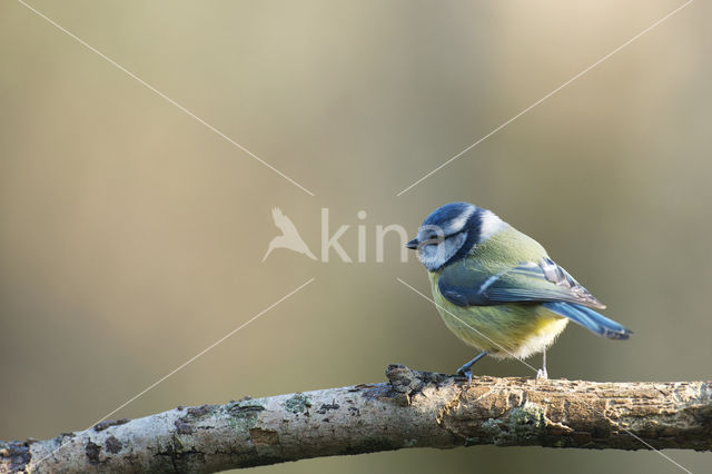 Pimpelmees (Parus caeruleus)