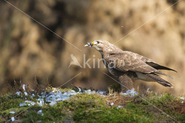 Buizerd (Buteo buteo)