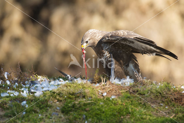 Buizerd (Buteo buteo)