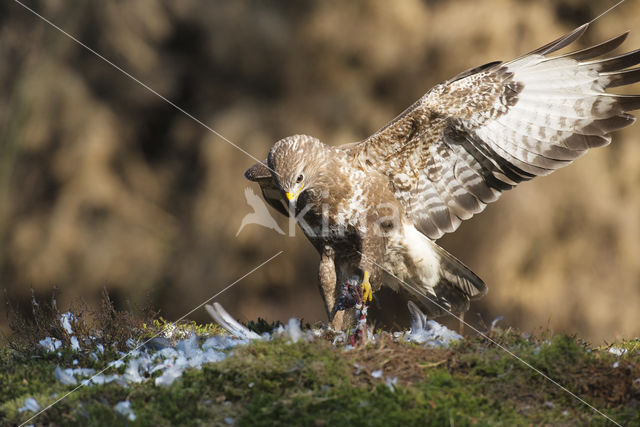 Buizerd (Buteo buteo)