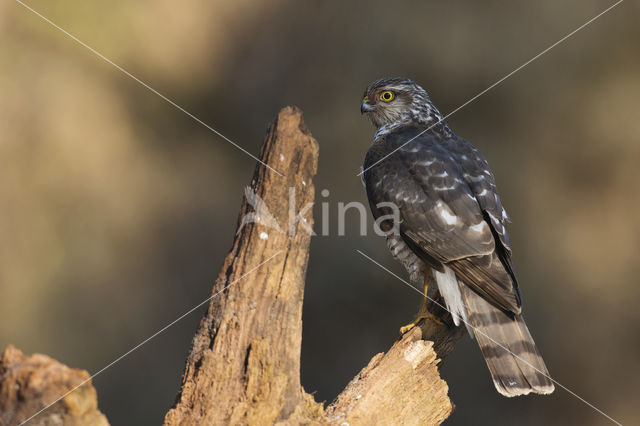 Sperwer (Accipiter nisus)