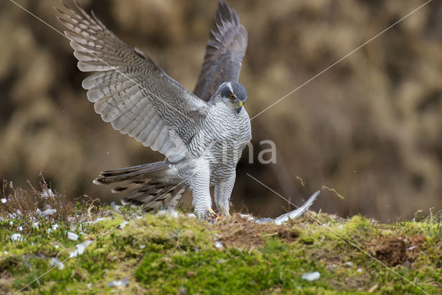 Havik (Accipiter gentilis)