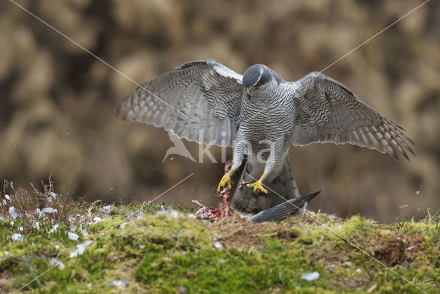 Havik (Accipiter gentilis)