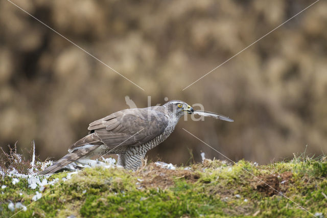 Havik (Accipiter gentilis)