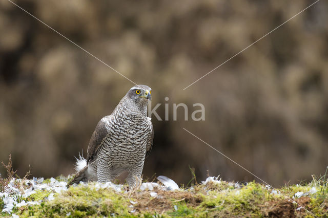 Havik (Accipiter gentilis)