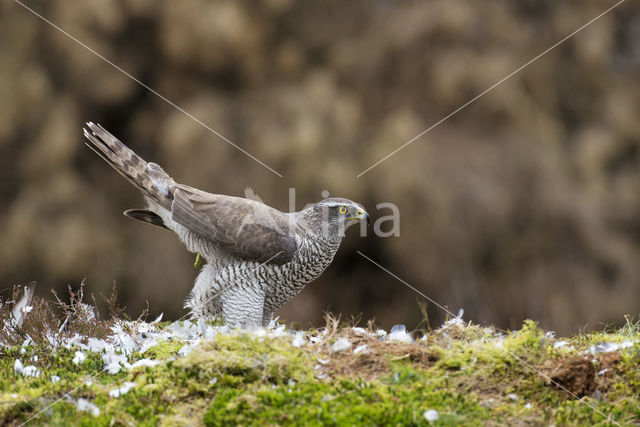 Havik (Accipiter gentilis)