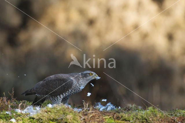 Havik (Accipiter gentilis)