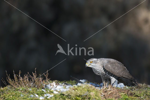 Havik (Accipiter gentilis)