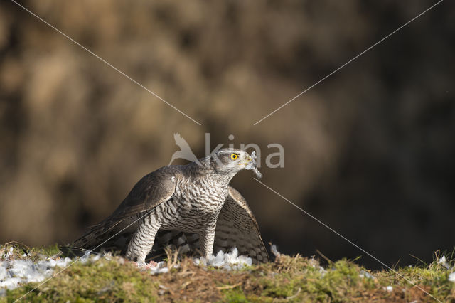 Goshawk (Accipiter gentilis)