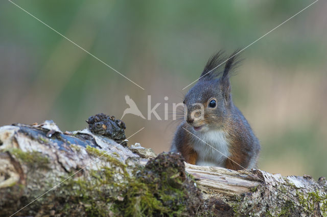 Eekhoorn (Sciurus vulgaris)