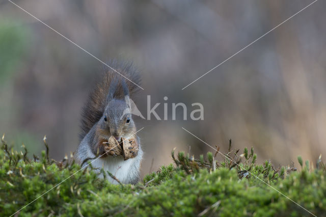 Eekhoorn (Sciurus vulgaris)