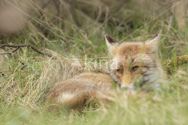 Fox (Vulpes vulpes)