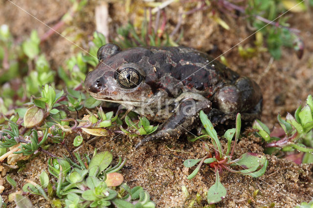 Knoflookpad (Pelobates fuscus)