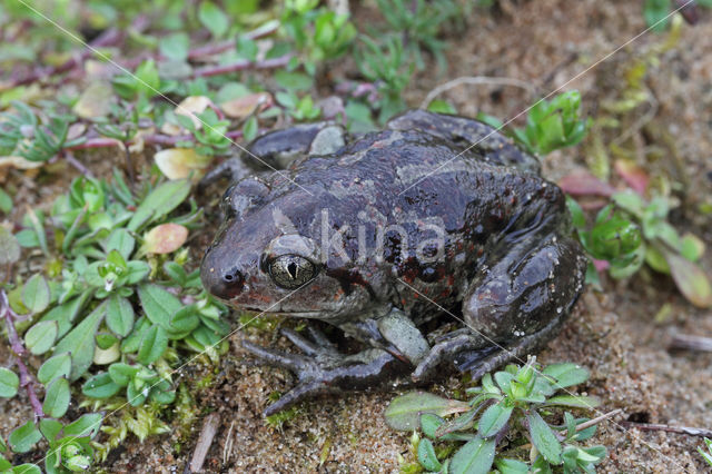 Knoflookpad (Pelobates fuscus)