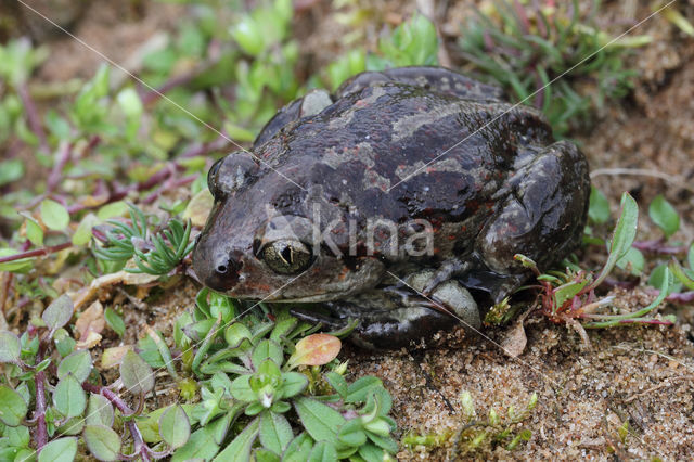 Knoflookpad (Pelobates fuscus)