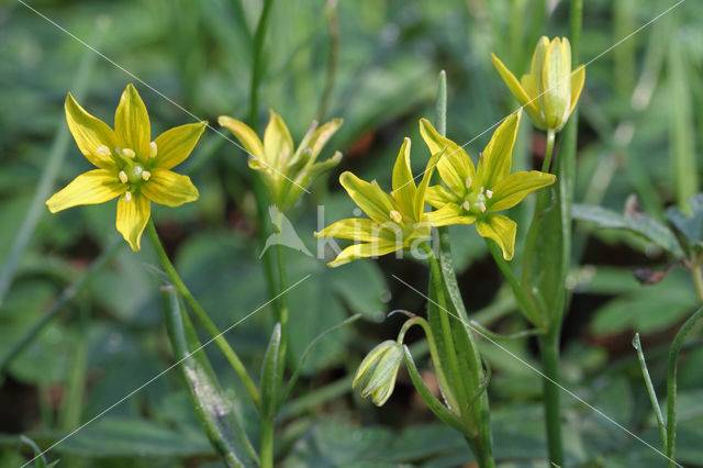 Schedegeelster (Gagea spathacea)