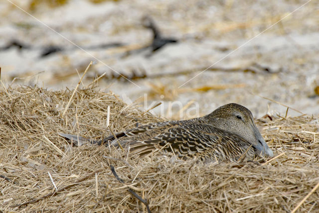 Eidereend (Somateria mollissima)