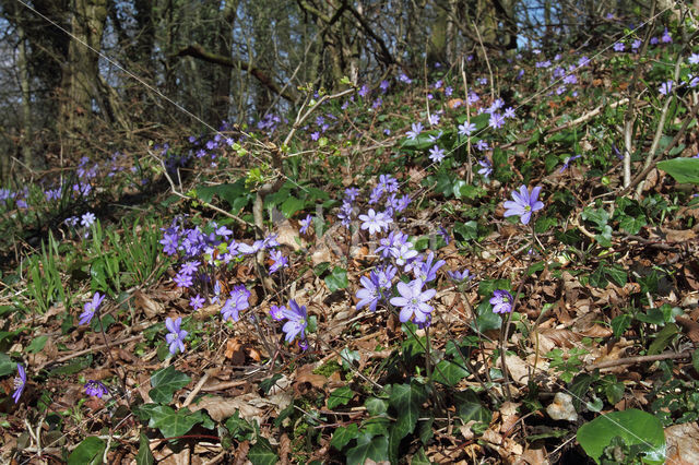 Leverbloempje (Anemone hepatica)