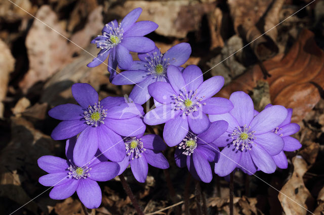 Leverbloempje (Anemone hepatica)