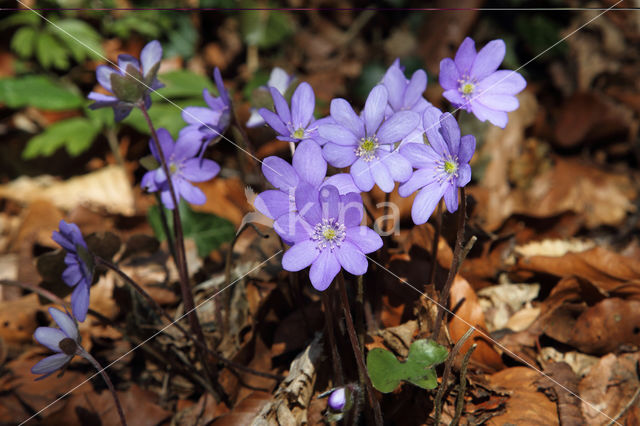 Leverbloempje (Anemone hepatica)