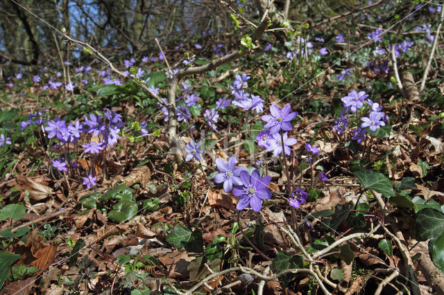 Leverbloempje (Anemone hepatica)