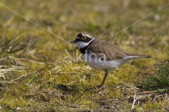 Kleine Plevier (Charadrius dubius)