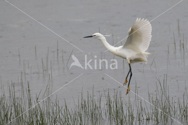 Kleine Zilverreiger (Egretta garzetta)