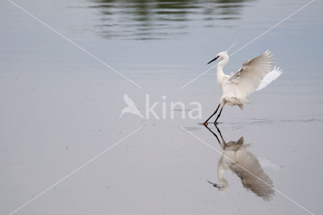 Kleine Zilverreiger (Egretta garzetta)