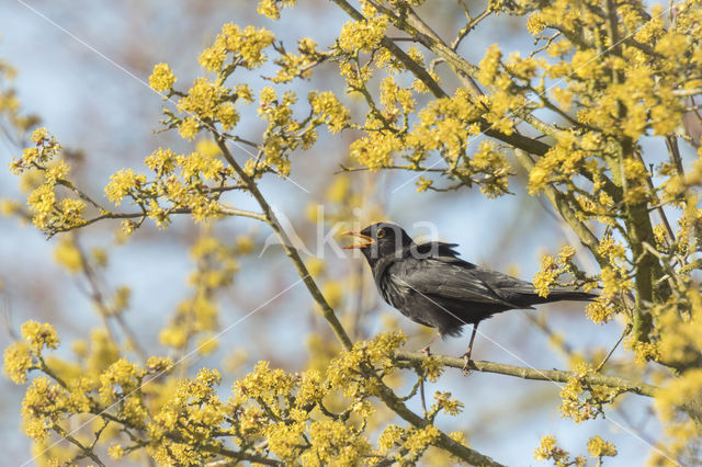 Merel (Turdus merula)