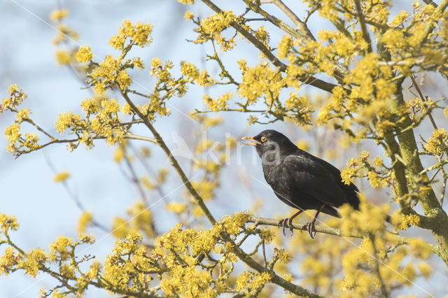 Merel (Turdus merula)