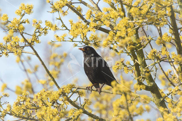 Merel (Turdus merula)