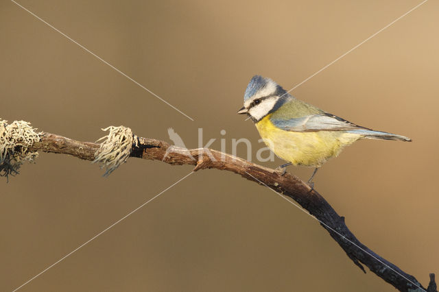 Pimpelmees (Parus caeruleus)