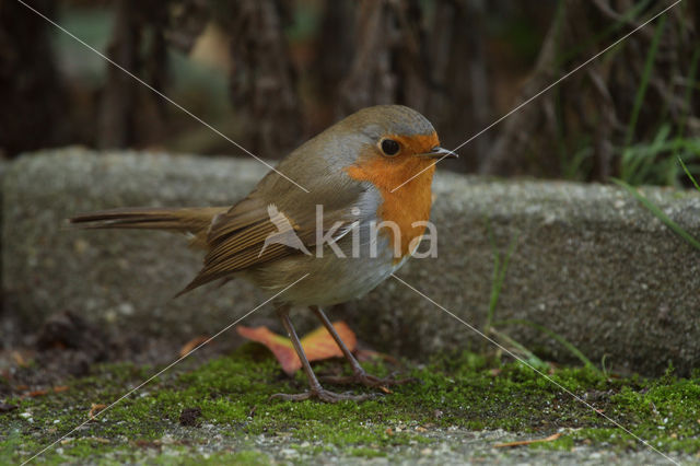 Roodborst