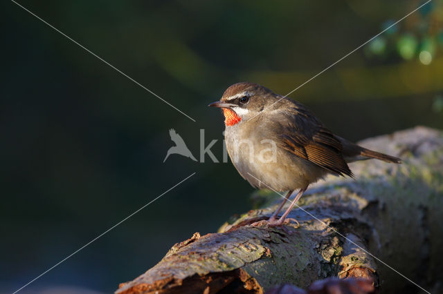 Roodkeelnachtegaal (Luscinia calliope)