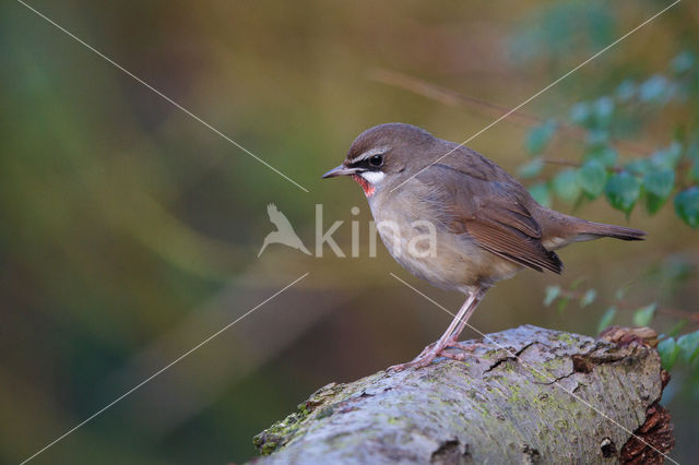 Siberian Rubythroat (Luscinia calliope)