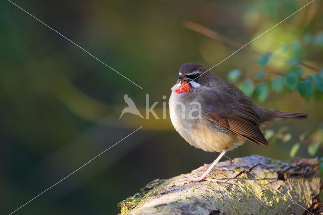 Roodkeelnachtegaal (Luscinia calliope)