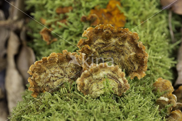 Ruig elfenbankje (Trametes hirsuta)