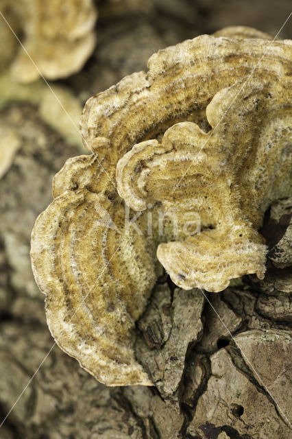 Ruig elfenbankje (Trametes hirsuta)